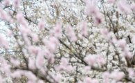 [날씨]올 봄, 벚꽃은 언제 필까? 여의도는 4월15일 절정
