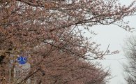 [포토] 쌀쌀한 4월, 벚꽃은 아직..
