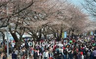 [포토] 상춘객 붐비는 여의도 벚꽃축제