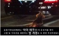 '악마 에쿠스' 네티즌 분노…처벌 청원 잇달아