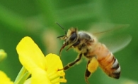 일벌의 반란…여왕벌 '분봉' 후 스스로 번식 