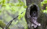[포토] 새끼 품은 올빼미
