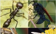 침(針)이 독한 벌레는 누구? '곤충 침 고통지수' 화제