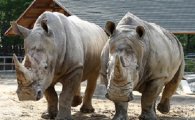 서울동물원, 세계적 희귀종 흰코뿔소 '만델라' 공개