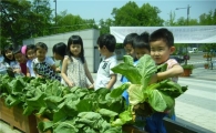 용산구 청사 앞마당 배추 풍년 들어 