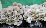 경기도 여름재배 적당한 '느타리버섯' 개발