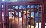 동물자유연대, '개 식용' 반대 말복 문화제 개최 