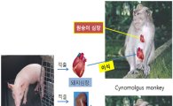 '돼지→원숭이' 장기 이식 첫 성공