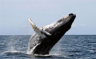 정부, 26년만에 고래잡이 재개 방침 왜?