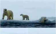 아기곰 구하는 북극곰, "어미곰은 노련해!"