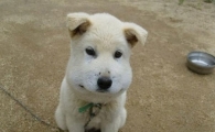 뱀에 물린 백구, "많이 아파 보여…"