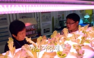 [포토] 식물이 쑥쑥 자라는 조명