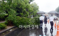 [포토] 압구정동 쓰러진 가로수에 불편 겪는 시민들