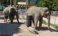 철강사가 어린이대공원에 코끼리 등긁이 기증한 까닭은