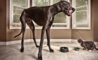 세계 최장신 개…"2.2ｍ, 당나귀 크기와 맞먹어"