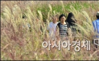 [포토]만개한 억새