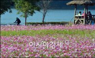 [포토]구리 한강변 코스모스 만개