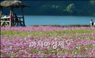 [포토]만개한 구리 한강 코스모스