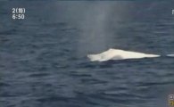 지구상 단 1마리…온몸이 하얀 혹등고래 발견돼