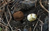 독도서 생물 8종 새로 발견, 버섯은 최초 