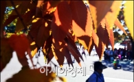 [포토]단풍물 든 여의도 공원