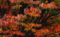 [포토]붉게 물들어 가는 가을