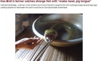 뱀 돼지 물고기 발견 '충격'…머리는 뱀, 혀는 돼지