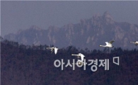 [포토] 창공을 날고 있는   "고니"