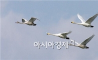 [포토]강진만의 큰고니들의  비상 