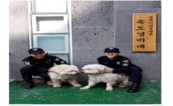 독도 지켜온 '삽살개' 부부 국민분양