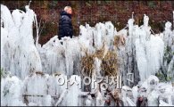 [포토]얼음나무 생긴 청계천