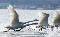 [포토]한파속에 비상하는 고니