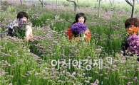 [포토]강추위속에 피어난 화사한 스타티스
