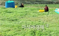 힐링푸드 ‘거문도 해풍 쑥’  이 봄의 향기를 알린다