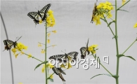 [포토]봄을 알리는 "호랑나비"