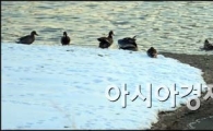 [포토]추위 타는 중랑천 오리들