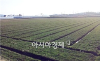 보성군, 보리 웃거름 적기에 주세요