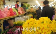 [포토]봄을 알리는 프리지아 