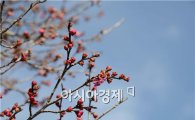봄의 전령사 "홍매화" 꽃망울 터뜨려