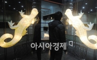 [포토]도마뱀 두 마리