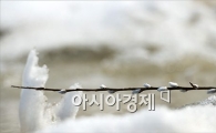 [포토]버들개지의 '봄기지개'