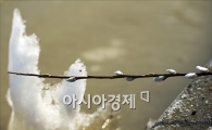 [포토]성큼 다가온 '봄의 향기'