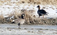 희귀 겨울철새 ‘캐나다기러기’ 관찰