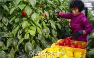 담양군, 아삭아삭 씹어 먹는 비타민 ‘파프리카’ 수확한창
