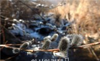 [포토]무등산 계곡에서 봄을 여는 버들개지