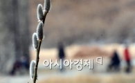 [포토]봄소식 전하는 버들강아지 