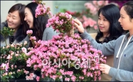 [포토]활짝 핀 철쭉꽃 만져보는 시민들