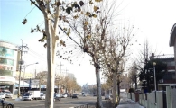 은평구, 가로수 가지치기 방법 개선해 도시 미관 향상 