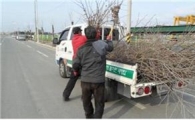 영암군, 명품 가로수길 조성 ‘박차’