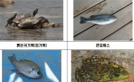 정월대보름 '한강에 꺽정이 방생'.."미꾸라지는 안돼요"